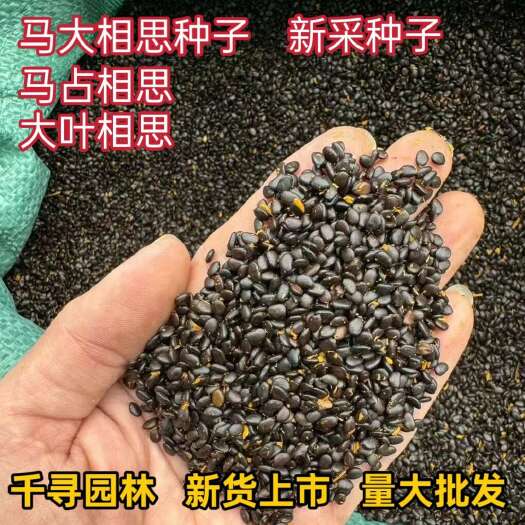 九江当年新采马大相思种子 马占相思种子 大叶相思种子 相思种