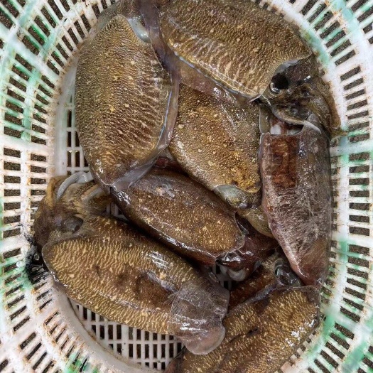 琼海直发新鲜墨鱼干足斤足量保质期长口感佳海鲜干货特产