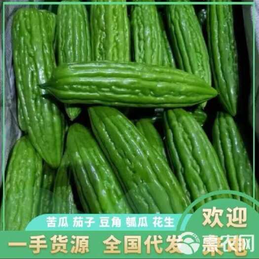 徐闻县苦瓜