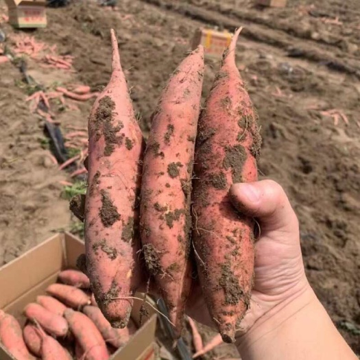 惠安县惠安大量地瓜 甘薯 蜜薯 红地瓜 白地瓜供应 农场直批