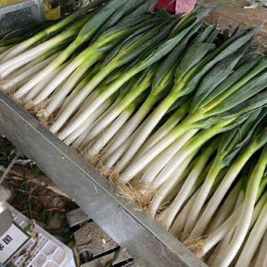 长沙大葱