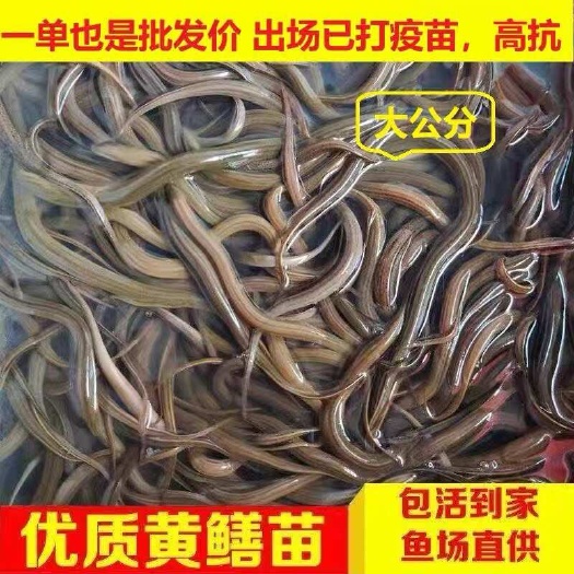 宿迁黄鳝苗长鱼苗黄鳝养殖鳝鱼活体发货黄鳝苗幼苗