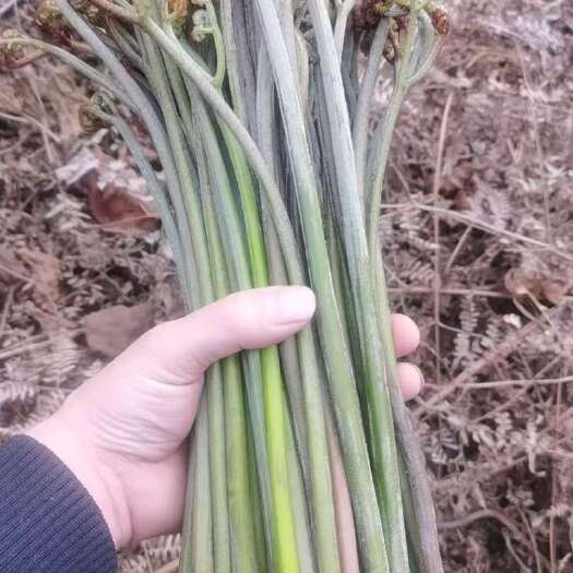 福泉市蕨菜