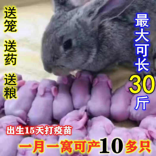 苏州兔子活体大巨型肉兔小白兔小兔子比利时家养肉兔苗月月兔可长20