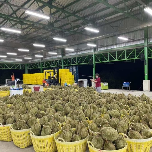 南宁产地直发，泰国金枕树熟榴莲，A果，诚邀代理～支持一件代发