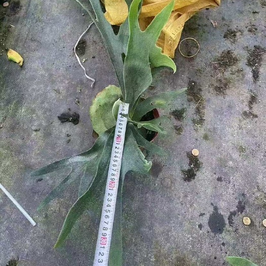 广州二岐鹿角蕨盆栽挂板定种植网红附生室内办公书房客厅观叶悬挂植物