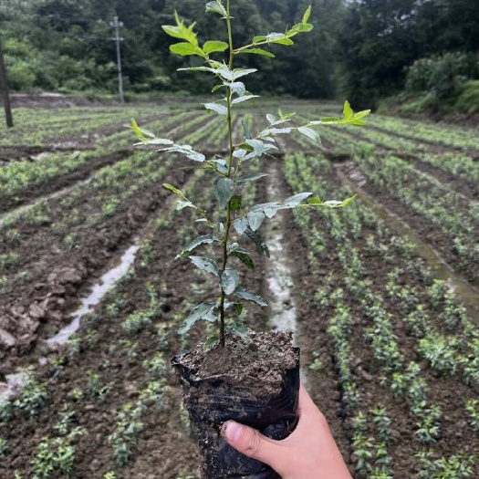 宁强县酸枣苗 裸根苗 杯苗