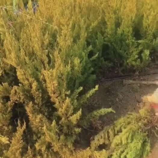 沭阳县小龙柏