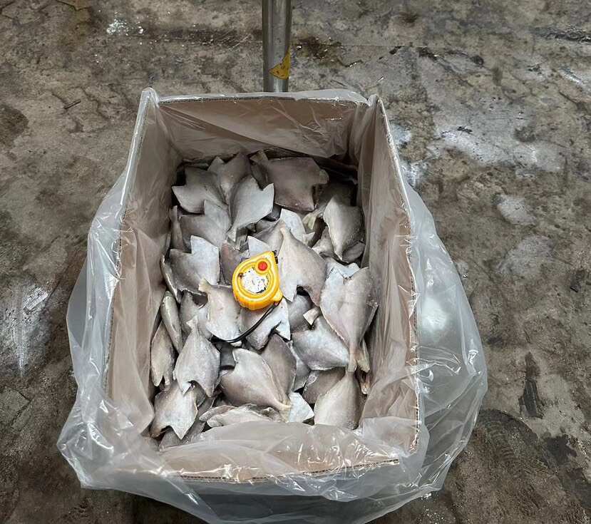三去银鲳鱼白鲳鱼昌鱼