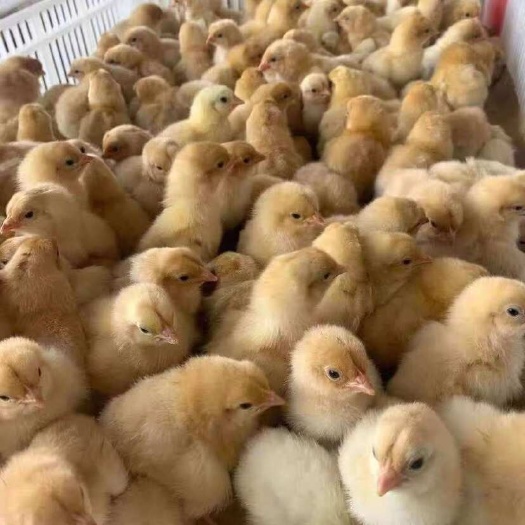 南宁青脚麻鸡苗，特大品种公母可分