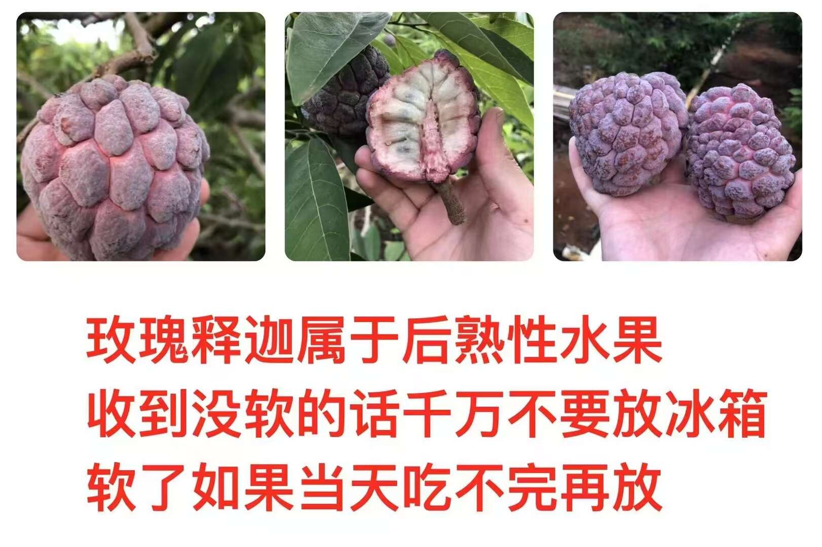 海南玫瑰释迦果 新鲜现摘现发 顺丰/京东包邮