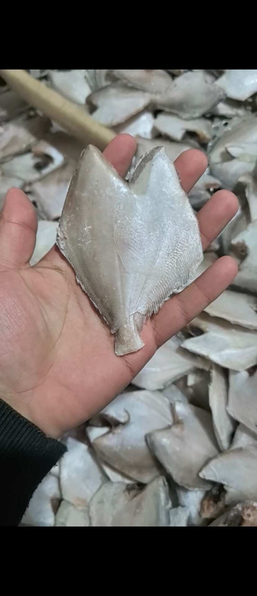三去银鲳鱼白鲳鱼昌鱼