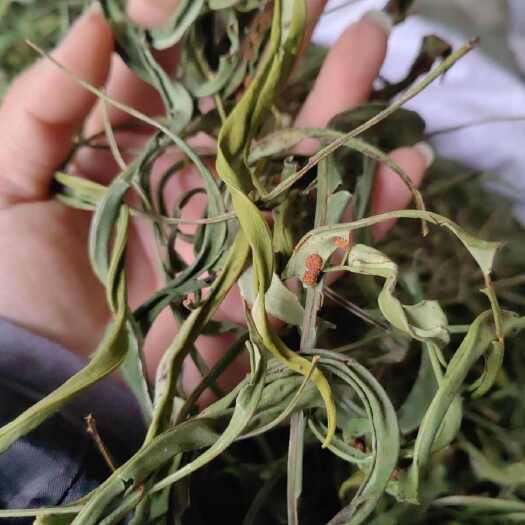 亳州中药材化石草 1公斤青叶化石草肾精草