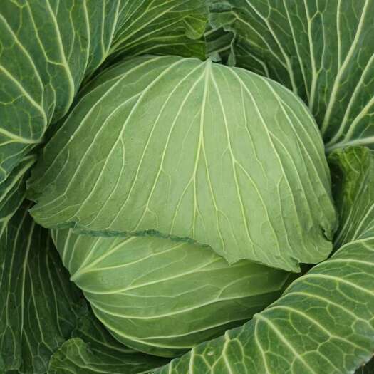 大英县精品包菜 一手货源 质量保证