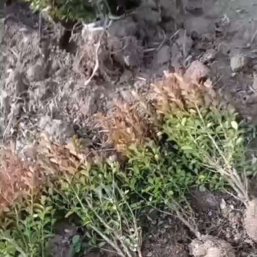 沭阳县瓜子黄杨毛球