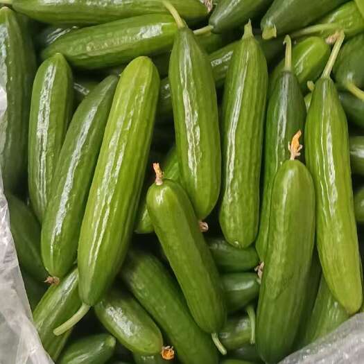昌邑市水果黄瓜