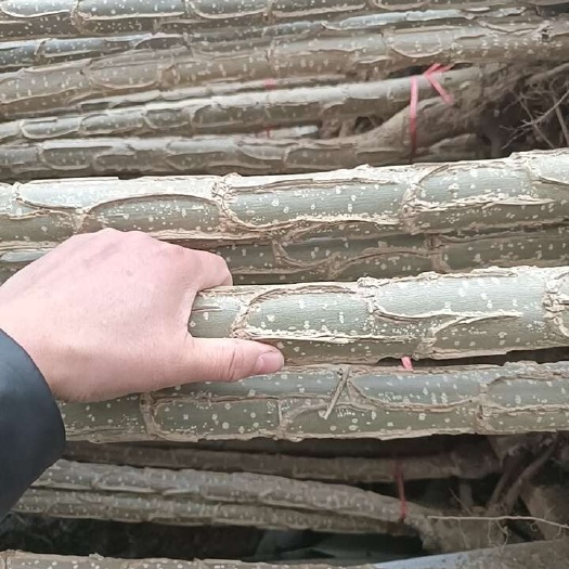 沛县速生抗逆杨树苗，荒地绿化/景观打造的不二之选