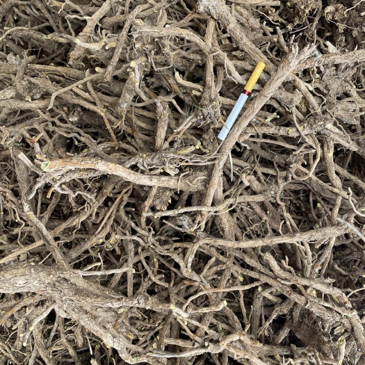 商洛陕西商洛黄芩中药材产地直供整车发货商州区正品药材批发