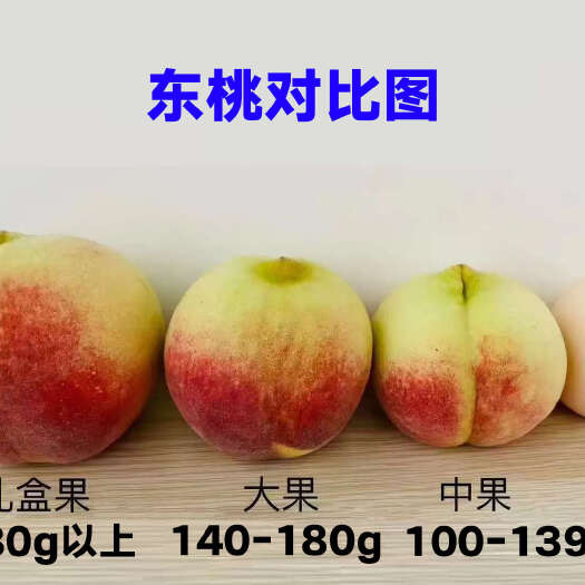 预售，金秋红蜜大甜桃，大红桃，小冬桃。