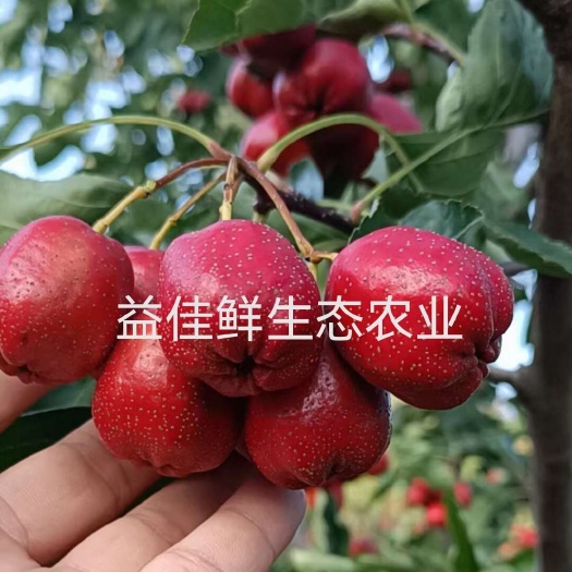 新鲜山楂果，大五棱，大金星，超金星，甜红子，糖葫芦专用山楂