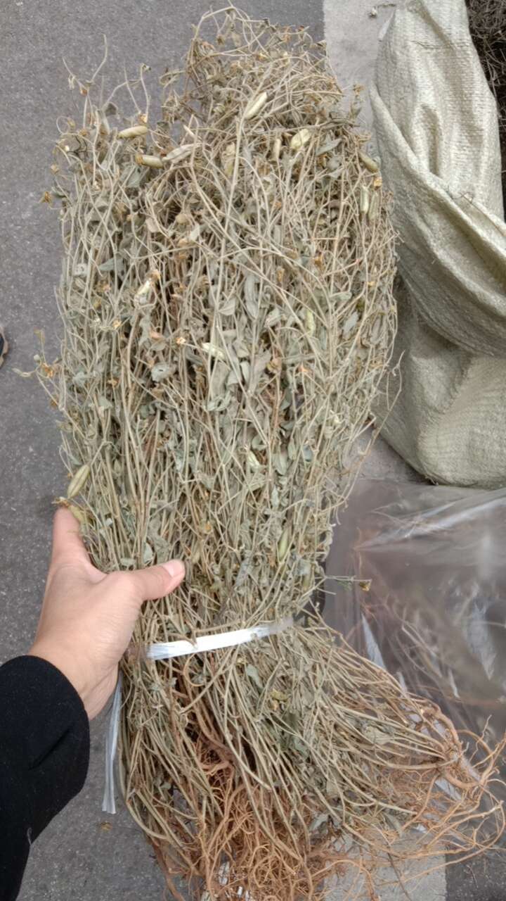 响铃草