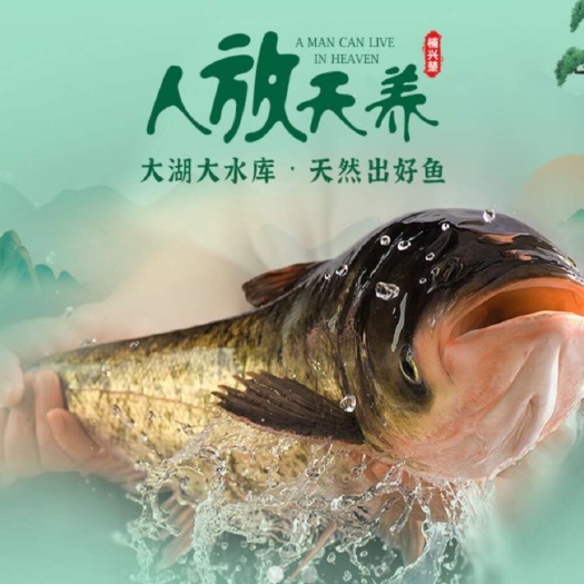 襄樊胖头鱼/黑背花鲢鱼