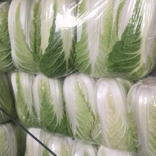 东台市黄心大白菜