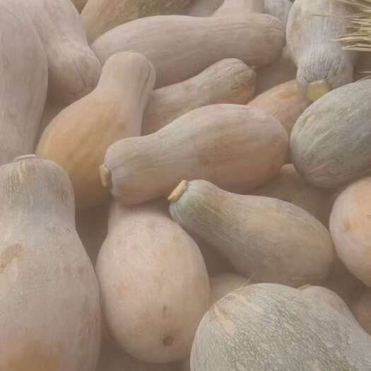文昌市蜜本南瓜，绿色健康蔬菜，