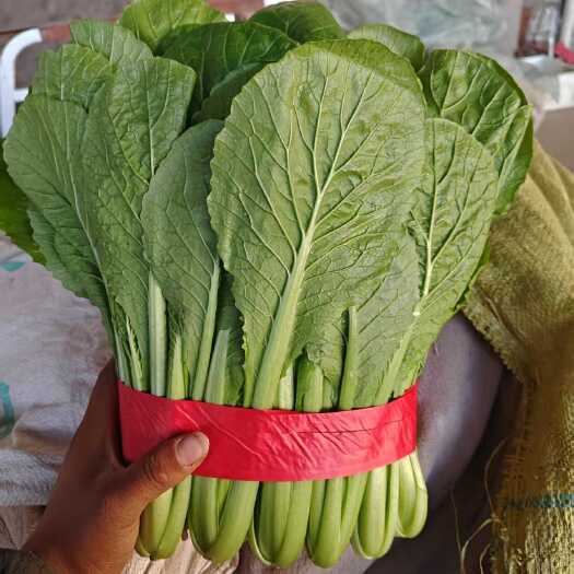 邯郸新鲜直采河北邯郸小白菜 当日现摘叶菜 绿色安全有保障