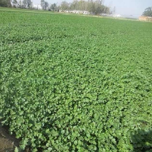 慈溪市新鲜优质大叶香菜蔬菜批发零售精品叶菜天然美味可口