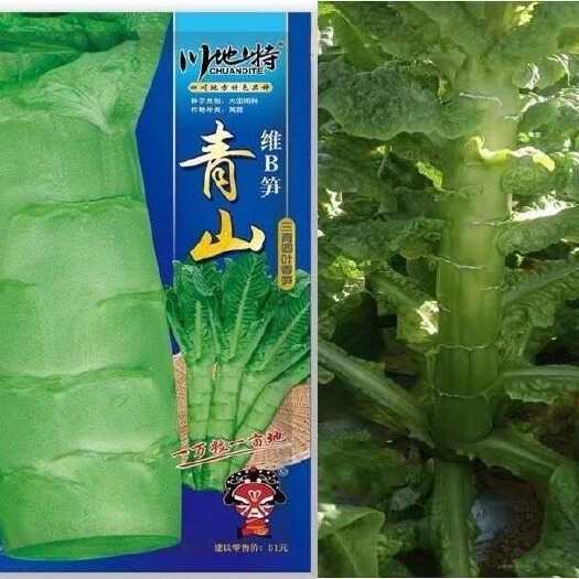 沭阳县川地特青山维B笋莴笋种子香莴苣种籽圆叶三青皮青肉耐寒大田基地