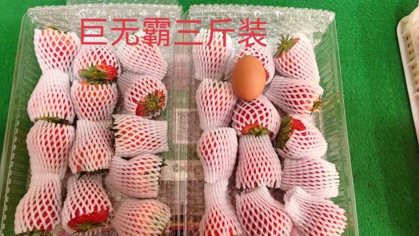 一件代发顺丰空运包邮丹东九九草莓