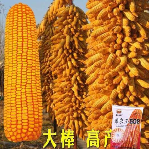 衡阳县康农玉508玉米种子饲料玉米种子杂交大田玉米种子蔬菜玉米种子