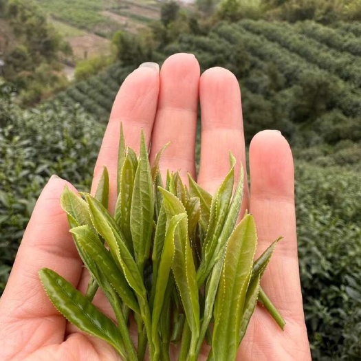 东阳市茶叶，东白山附近高山茶叶，不添加任何色素。高温压制，烘烤留香
