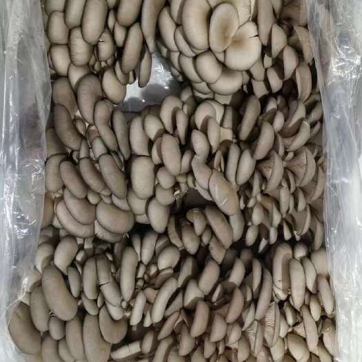 陆良县平菇，头茬二茬大量供应，老板娘亲自发货，质量保证，售后无忧