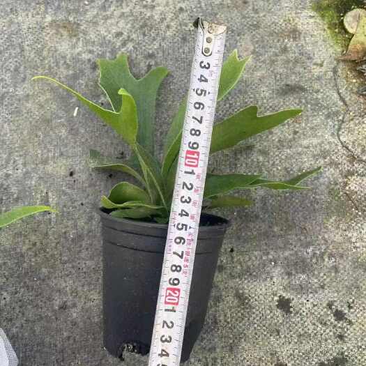 鹿角蕨板植二岐鹿角蕨室内喜阴网红蕨类植物新奇观叶绿植好养