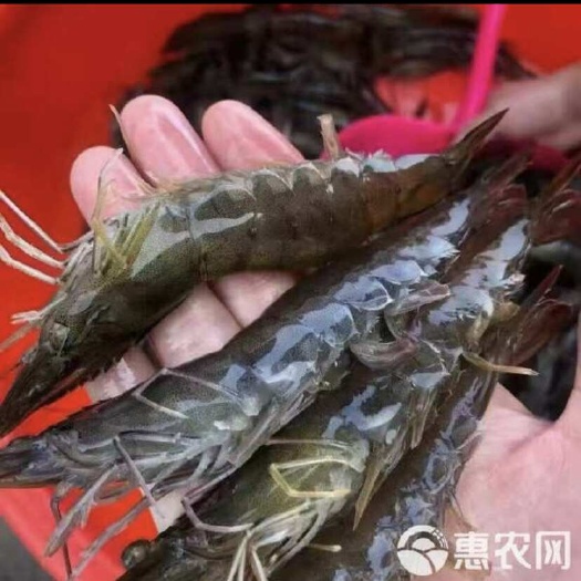 东莞市南美对虾23头左右 各类海鲜都有欢迎各大商场超市洒楼饭店食堂
