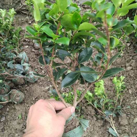 茶梅 小毛球 基地直销 一手货源 现挖现发