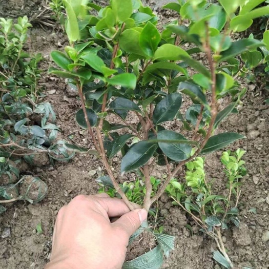 宁波茶梅 小毛球 基地直销 一手货源 现挖现发
