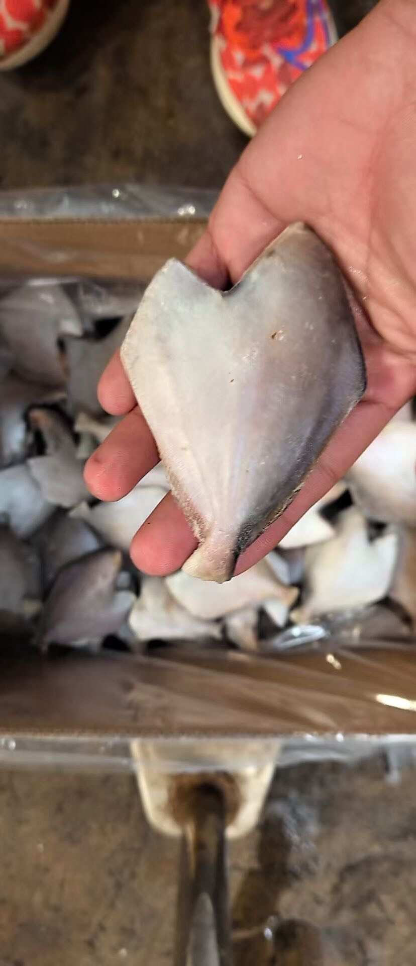 三去银鲳鱼白鲳鱼昌鱼