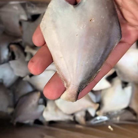 连云港三去银鲳鱼白鲳鱼昌鱼