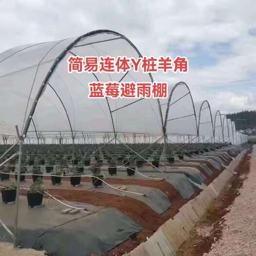 天津云南蓝莓棚蓝莓避雨棚Y桩棚温室大棚蔬菜大棚