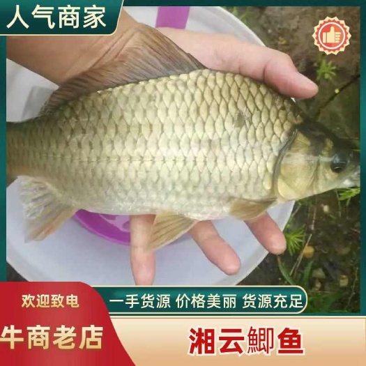精品四川鲫鱼 热销湘云鲫中科麻鲫放钓包运输下塘售后无忧