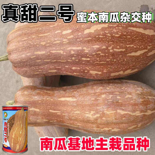 真甜二号蜜本南瓜种子杂交蜜本南瓜种籽大果型高产春秋播基地大田