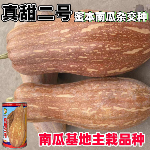 沭阳县真甜二号蜜本南瓜种子杂交蜜本南瓜种籽大果型高产春秋播基地大田