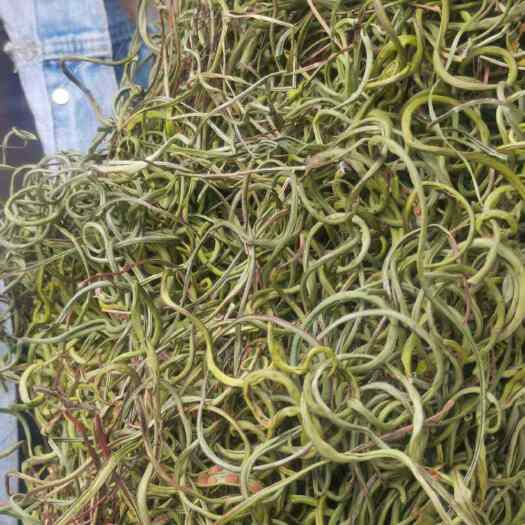 贡山县西藏存红线小叶化石草
