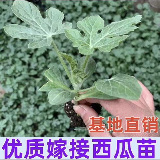 阜南县西瓜苗  美都西瓜  基地包邮发货 10颗起发