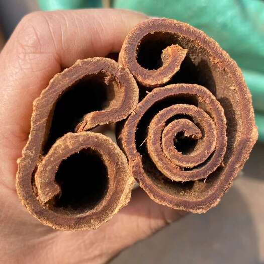 昭平县大量油桂出售