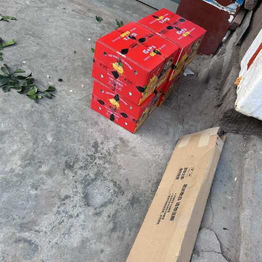资中县柑橘