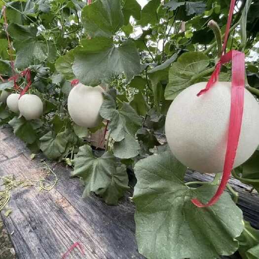 莘县玉菇甜瓜上市中，对接商超档口批发市场零售电商平台